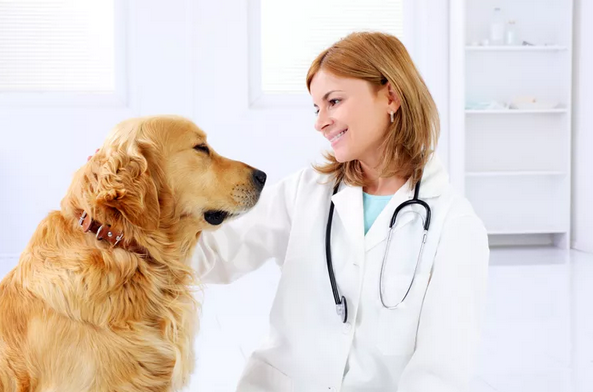 Common dog illnesses and how to prevent them
